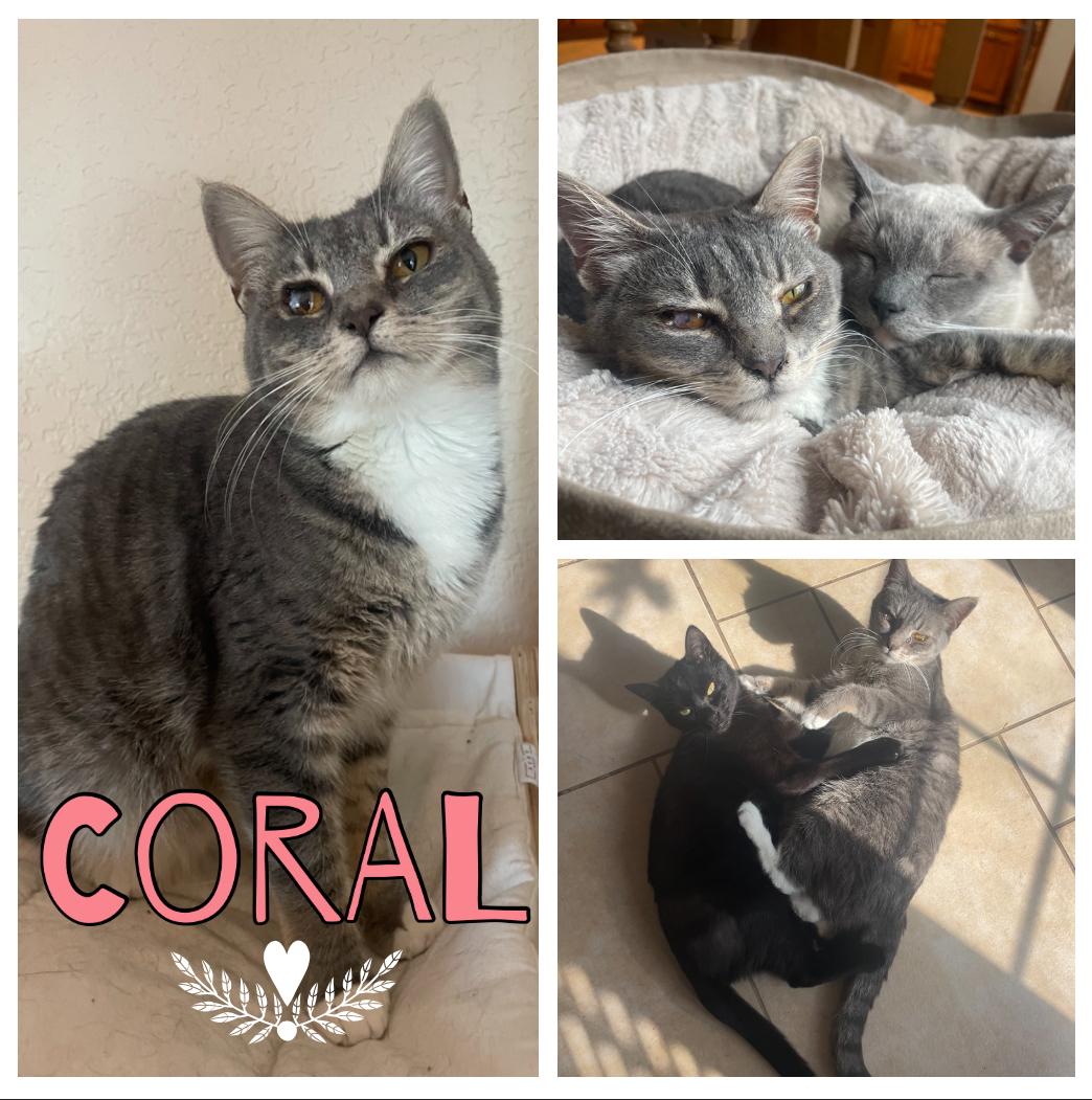 Coral, Adoptable, Kitten Female Domestic Short Hair.
