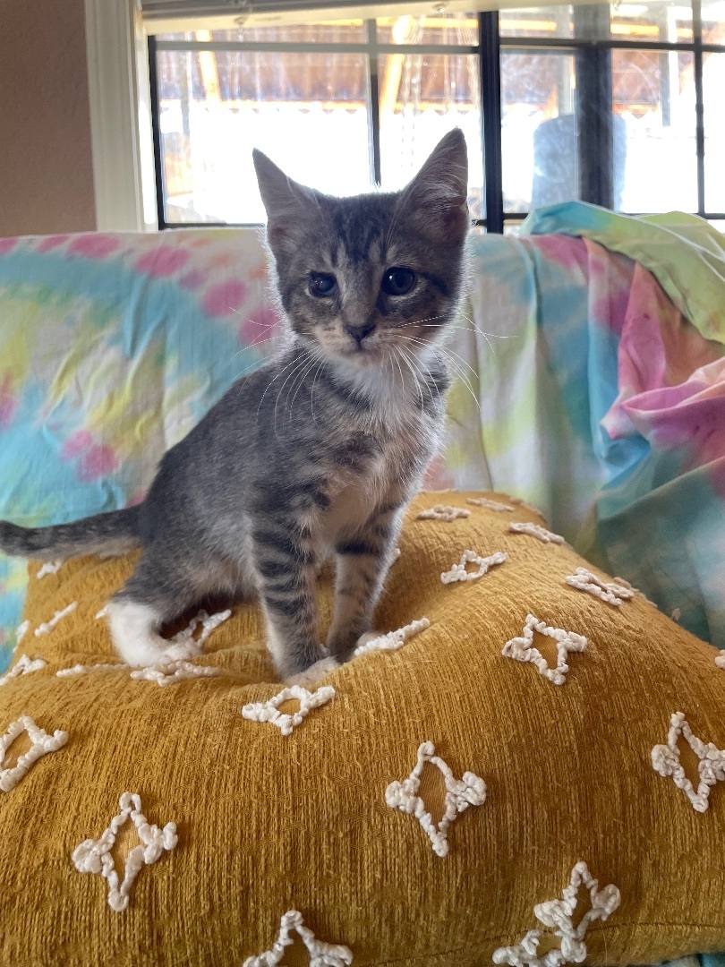 Coral, an adoptable Domestic Short Hair in Hollister, CA, 95023 | Photo Image 2