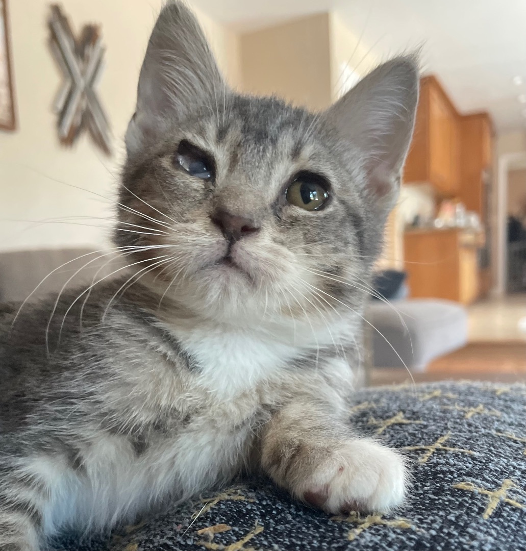 Coral, an adoptable Domestic Short Hair in Hollister, CA, 95023 | Photo Image 3