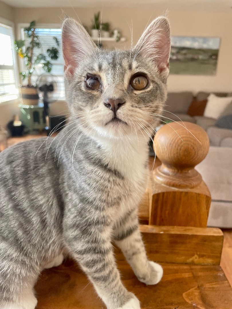 Coral, an adoptable Domestic Short Hair in Hollister, CA, 95023 | Photo Image 4
