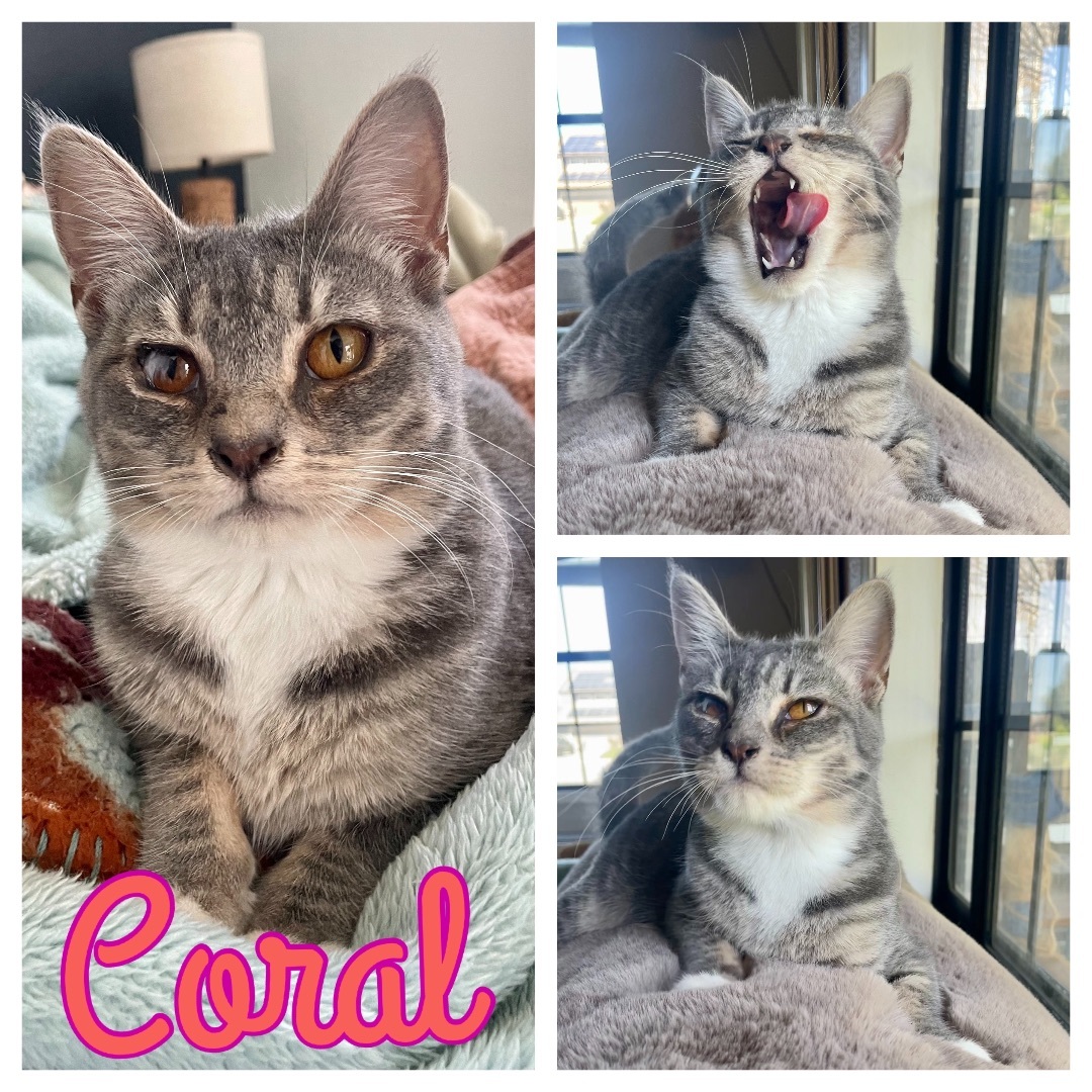 Coral