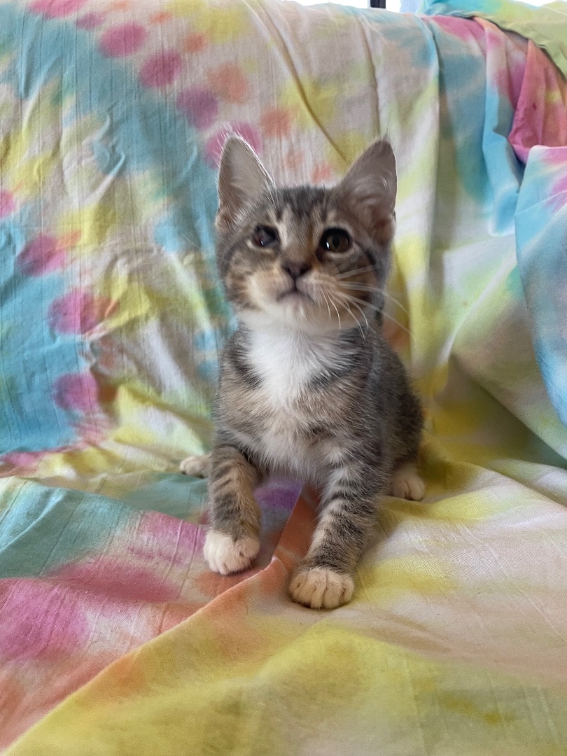 Coral, an adoptable Domestic Short Hair in Hollister, CA, 95023 | Photo Image 5