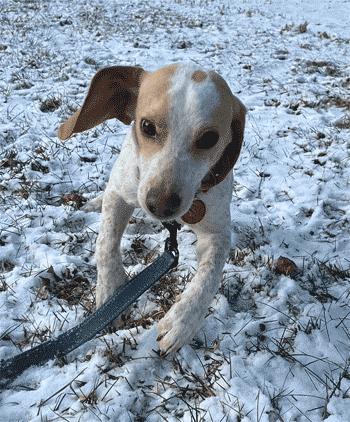 Casper, ADOPTABLE, Young Male Beagle.