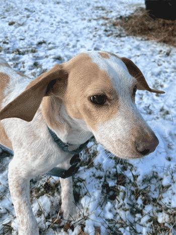 Casper, a ADOPTABLE Beagle in West Decatur, PA image 2/6