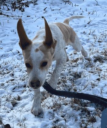 Casper, a ADOPTABLE Beagle in West Decatur, PA image 3/6