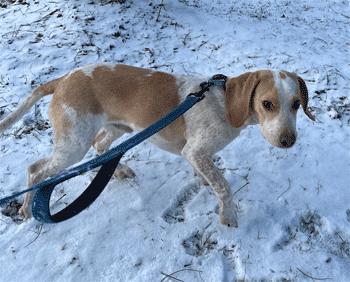 Casper, a ADOPTABLE Beagle in West Decatur, PA image 4/6