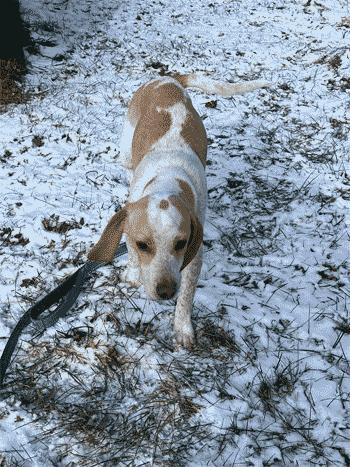 Casper, a ADOPTABLE Beagle in West Decatur, PA image 5/6