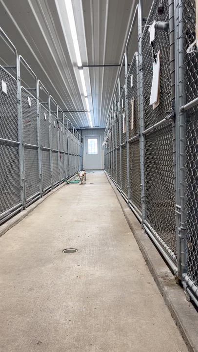 Enlarge Casper, a ADOPTABLE Beagle in West Decatur, PA video 6/6