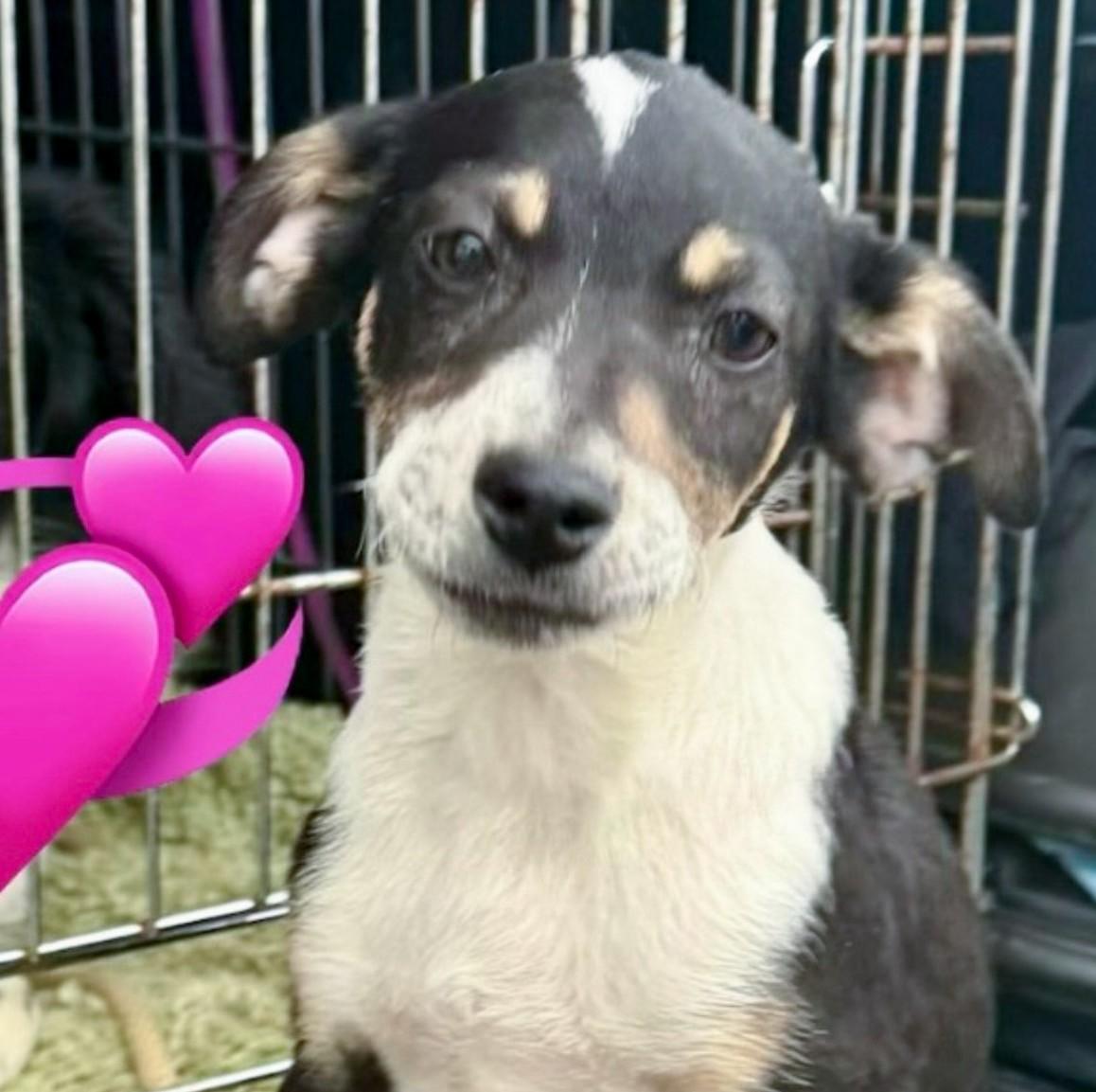 Enlarge Loretta, a Adoptable Mixed Breed in Albany, NY image 2/2