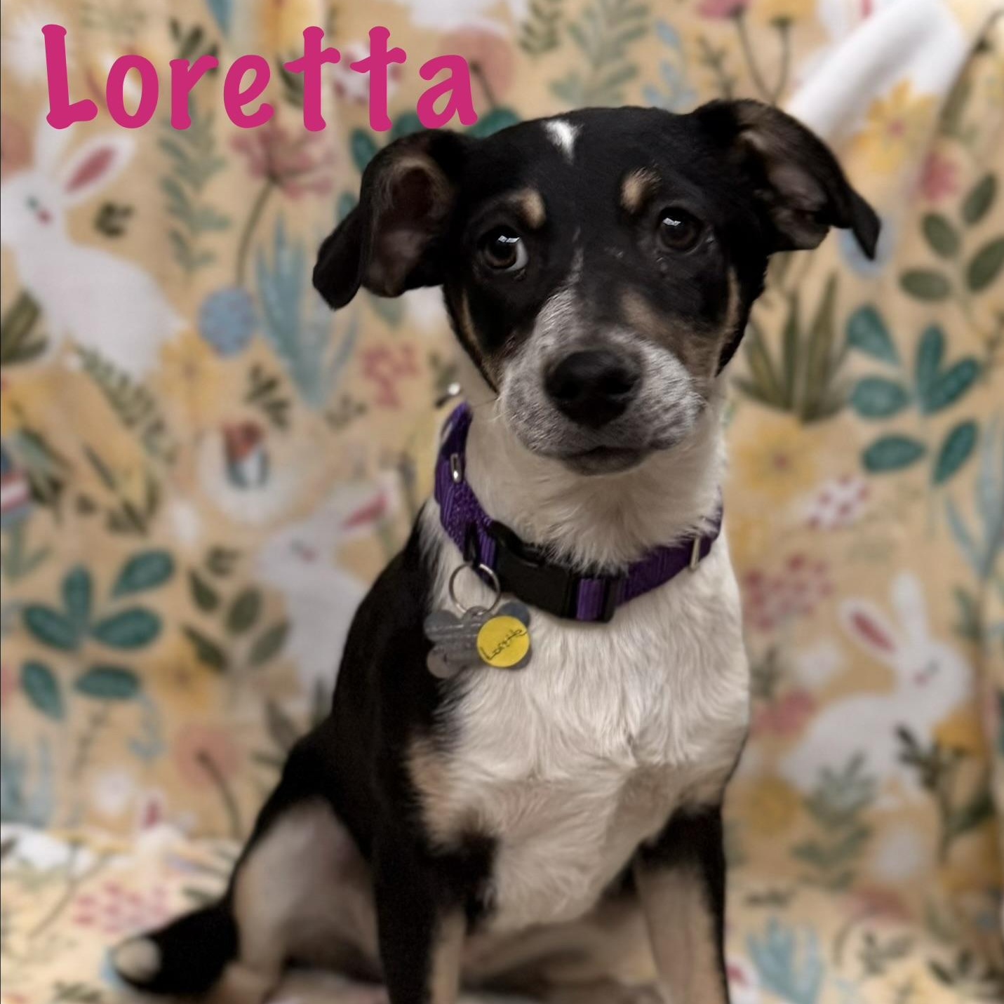 Loretta, Adoptable, Puppy Female Mixed Breed.
