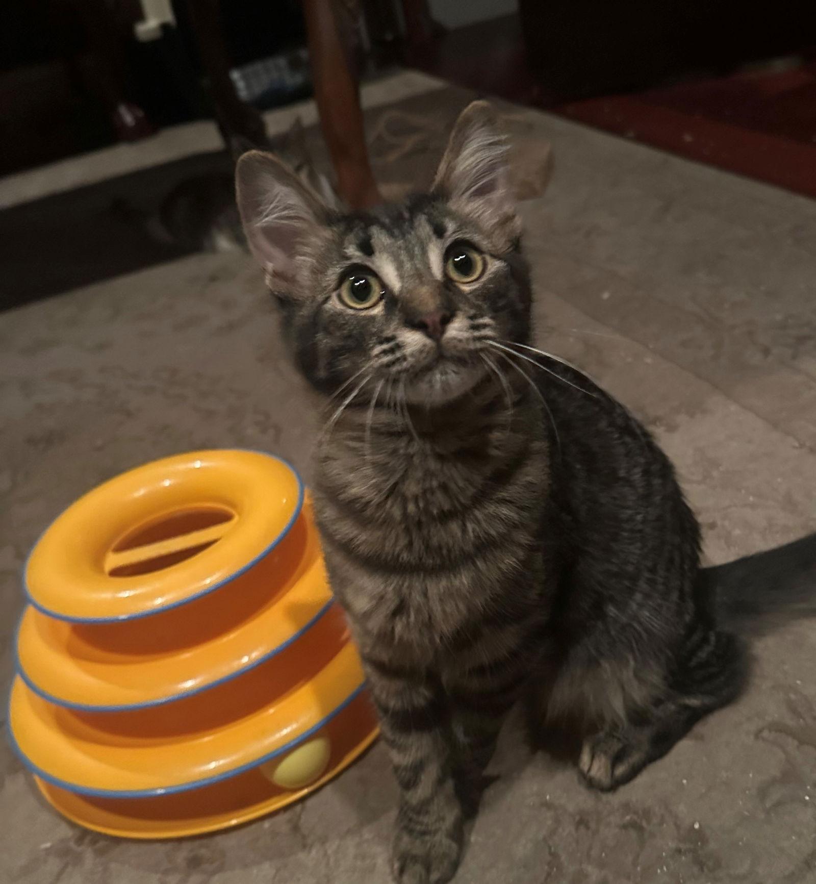 Calcie, Adoptable, Kitten Male Domestic Medium Hair & Tabby.