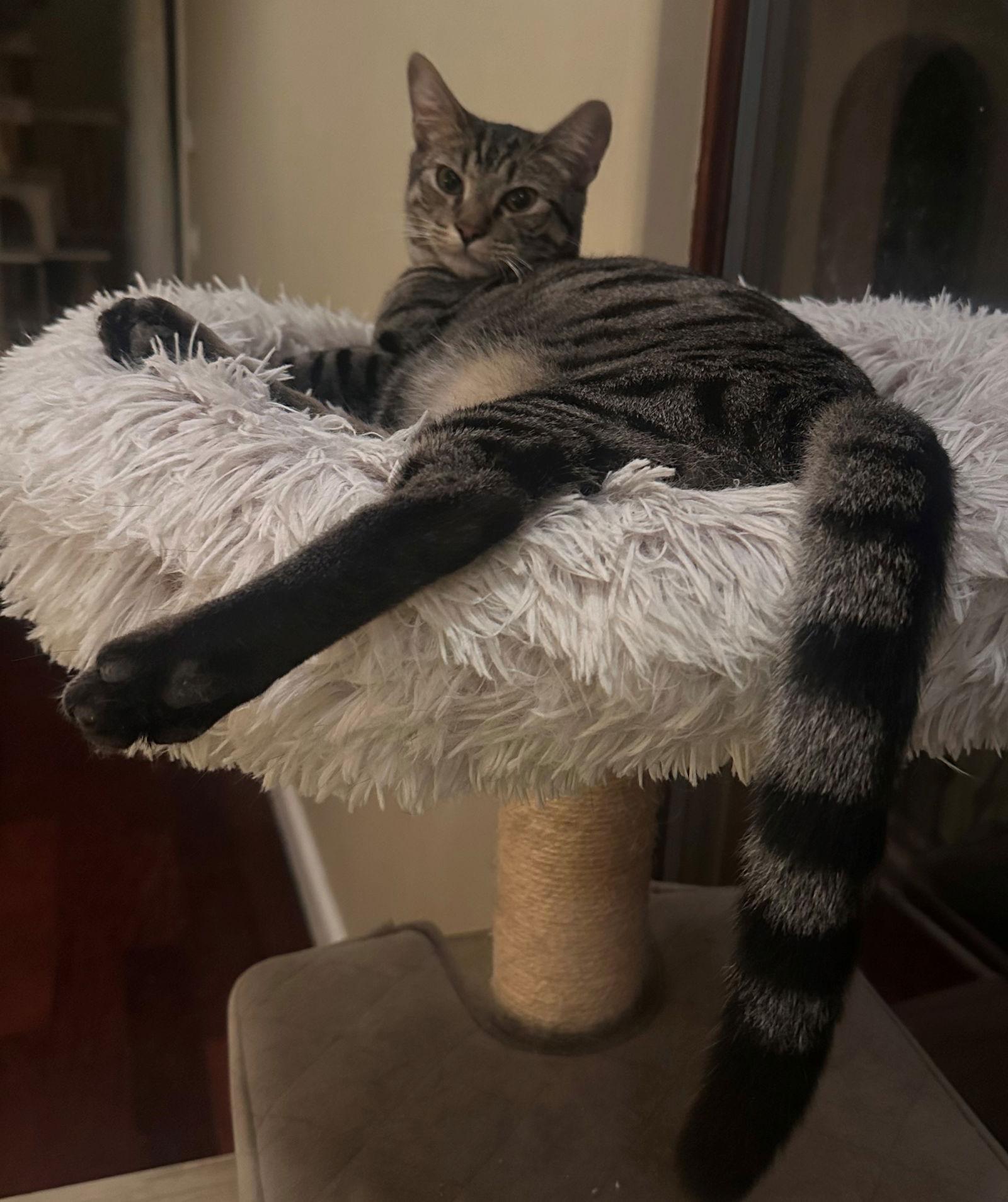 Calcie, Adoptable, Kitten Male Domestic Medium Hair & Tabby.