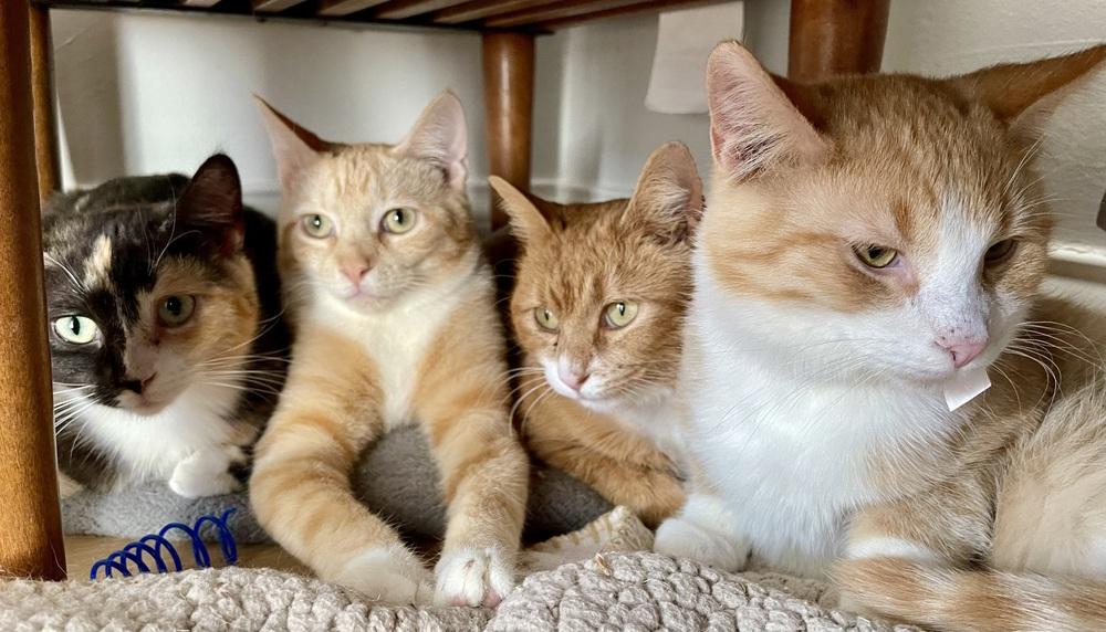 Enlarge Tinker and Bell Pair, a Adoptable Tabby in Chicago, IL image 1/4