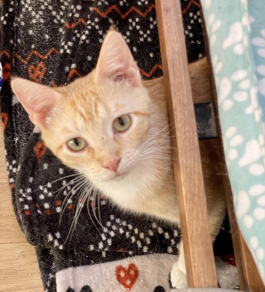 Enlarge Tinker and Bell Pair, a Adoptable Tabby in Chicago, IL image 2/4