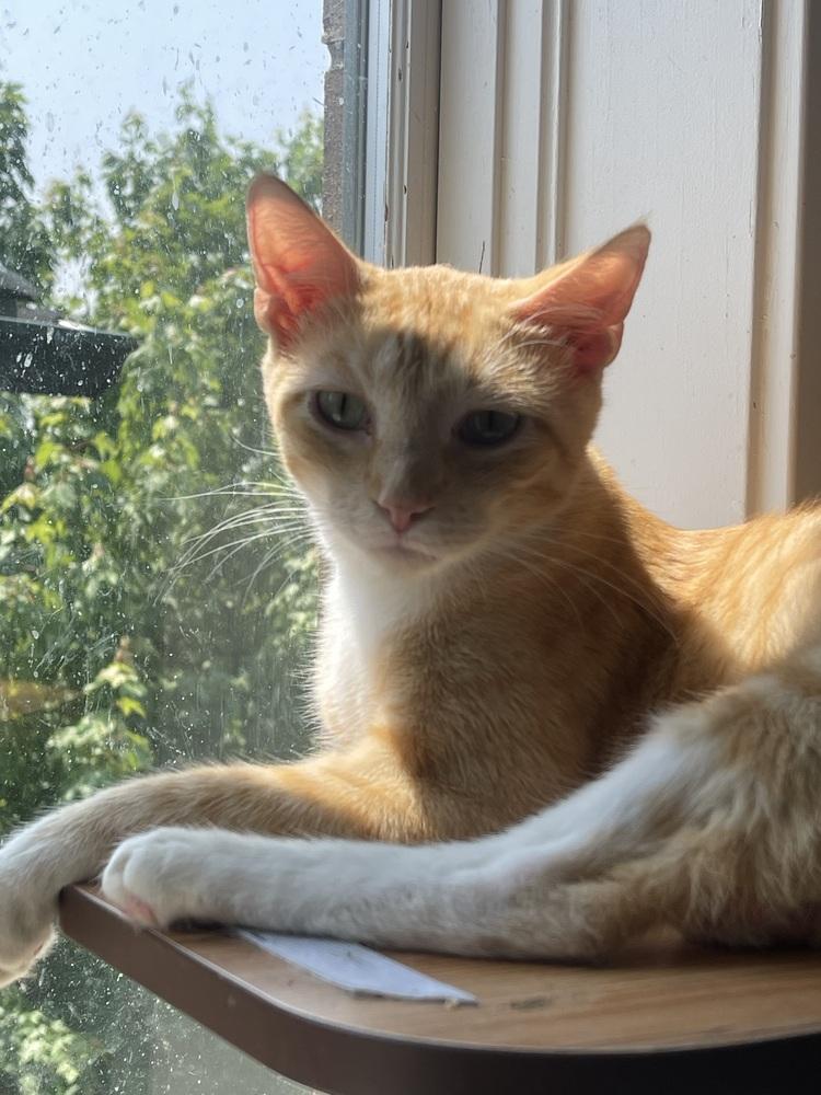 Enlarge Tinker and Bell Pair, a Adoptable Tabby in Chicago, IL image 4/4