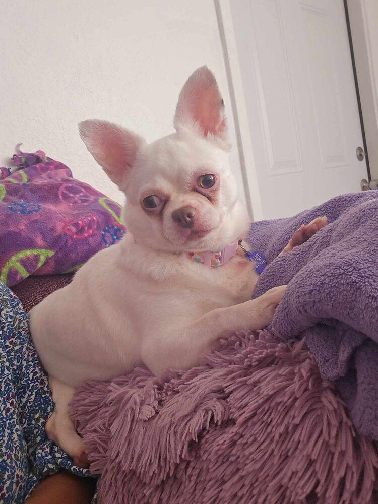 Chiara, Adoptable, Adult Female Chihuahua.