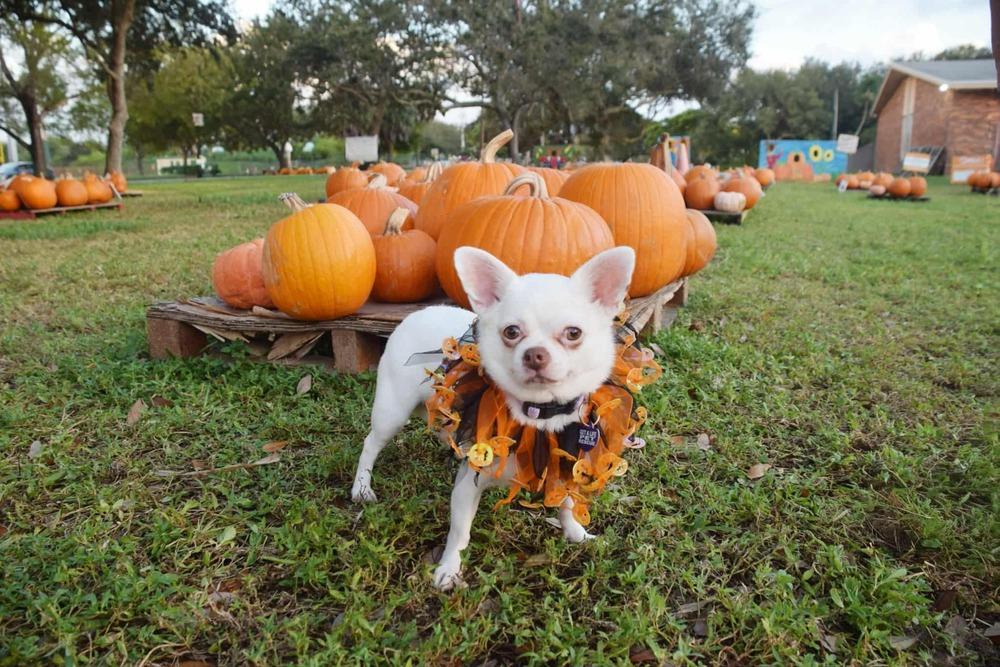 Chiara, a Adoptable Chihuahua in Plantation, FL image 2/6