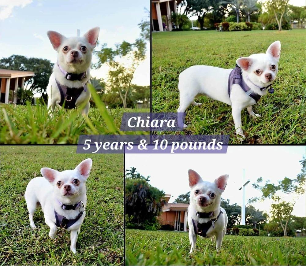 Chiara, a Adoptable Chihuahua in Plantation, FL image 3/6