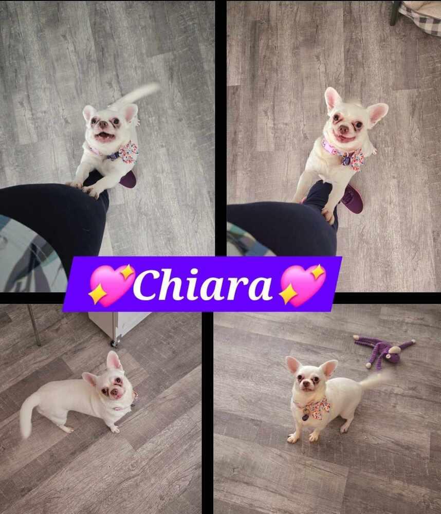 Chiara, a Adoptable Chihuahua in Plantation, FL image 4/6