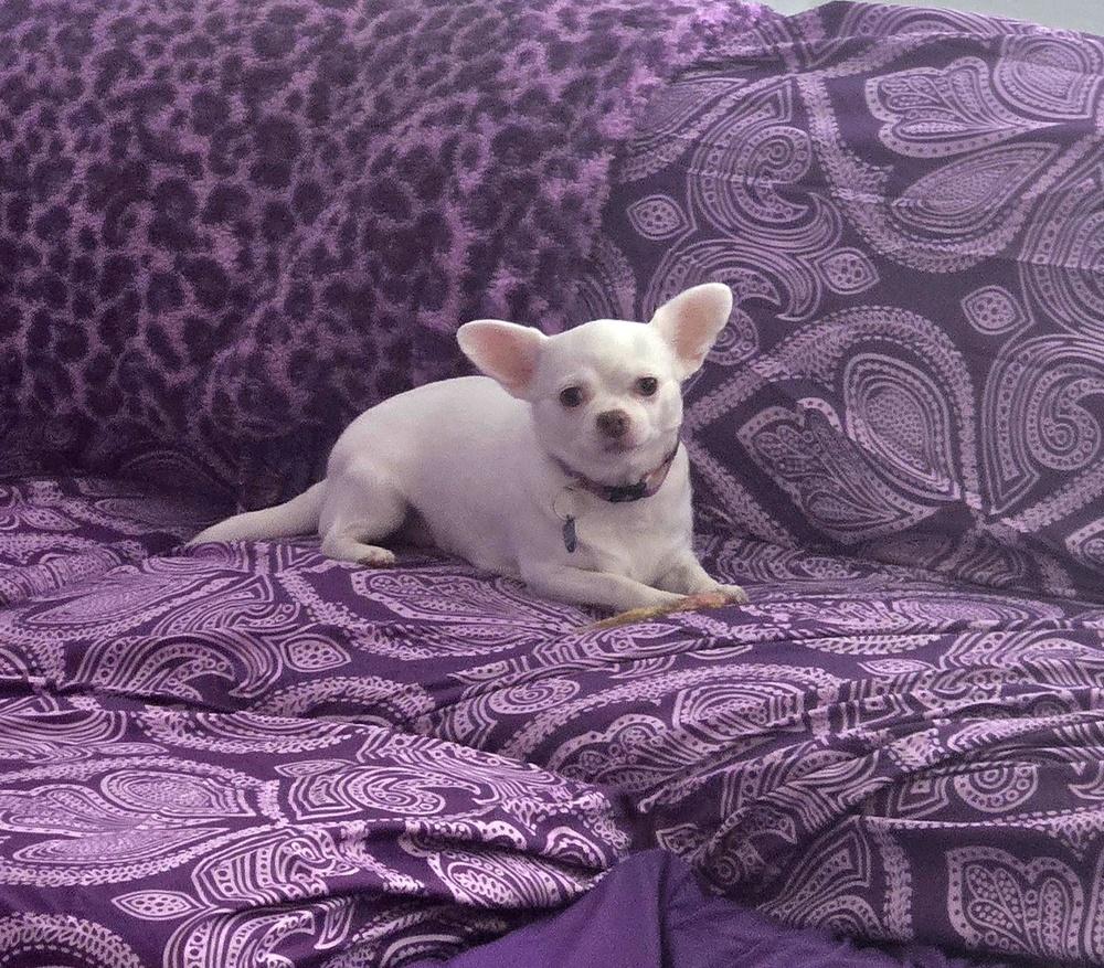 Chiara, a Adoptable Chihuahua in Plantation, FL image 5/6