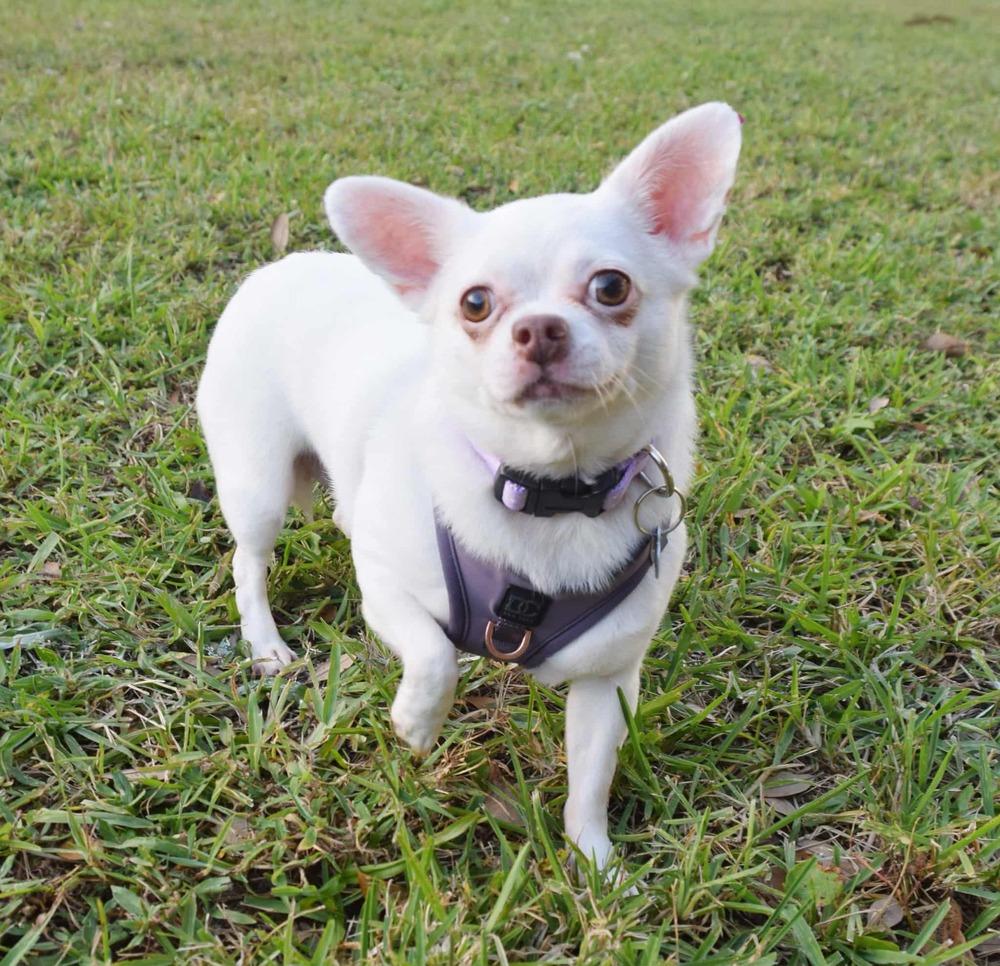 Chiara, a Adoptable Chihuahua in Plantation, FL image 6/6