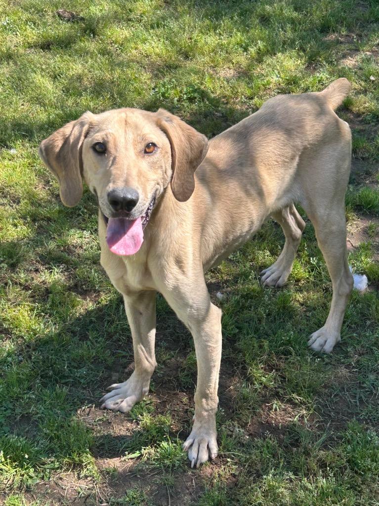 Enlarge Dunn, a Adoptable Hound in Benton, AR image 1/3
