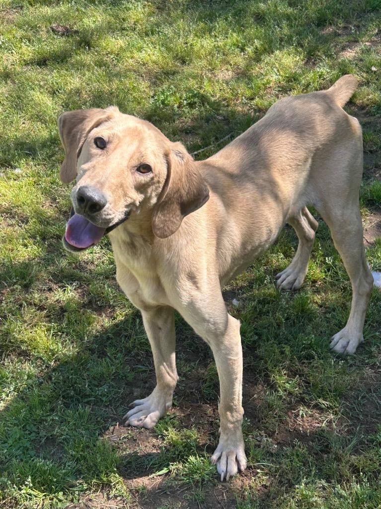 Enlarge Dunn, a Adoptable Hound in Benton, AR image 2/3