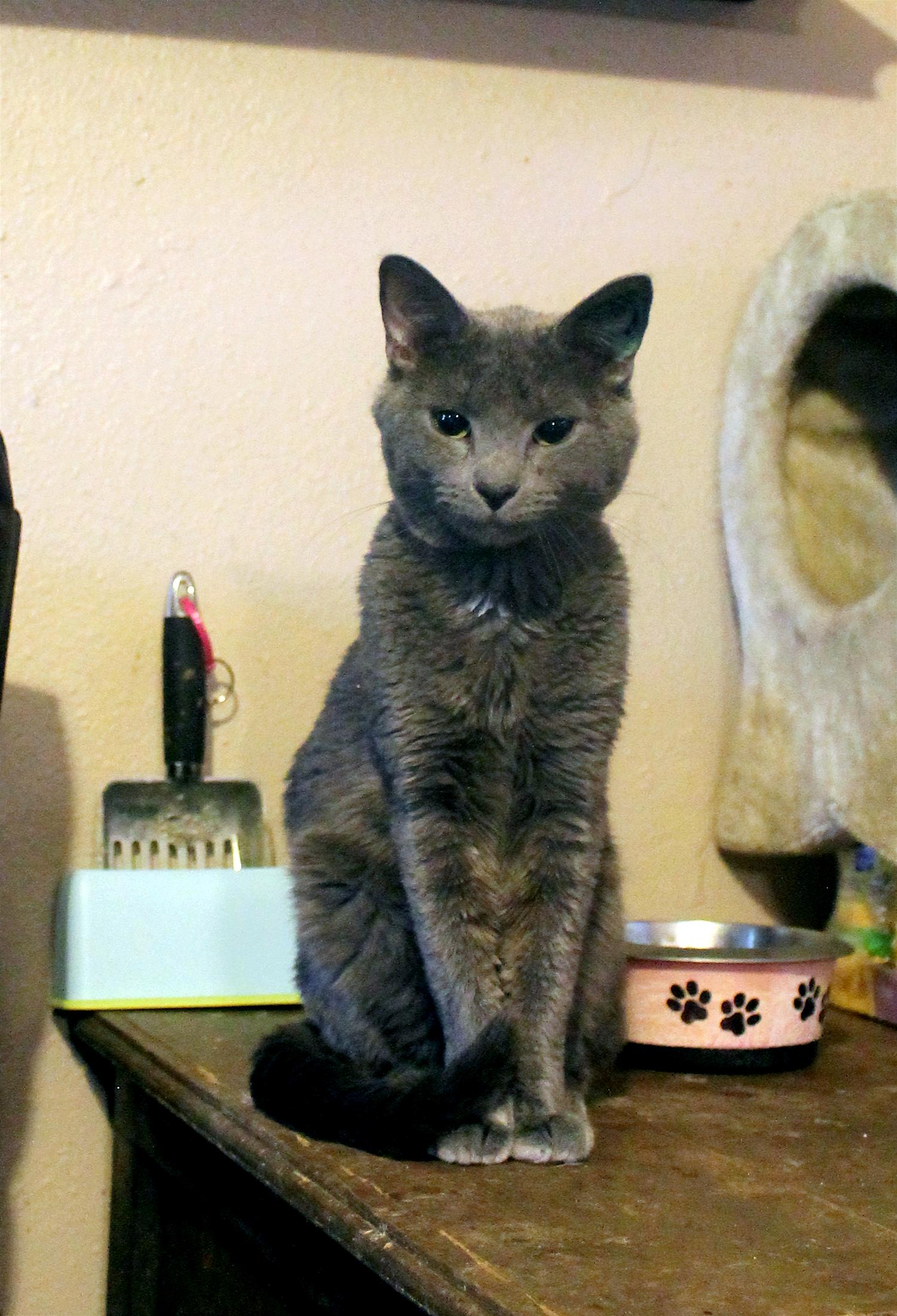 Enlarge Vodka, a Adopted mixed breed in Guthrie, OK image 6/6