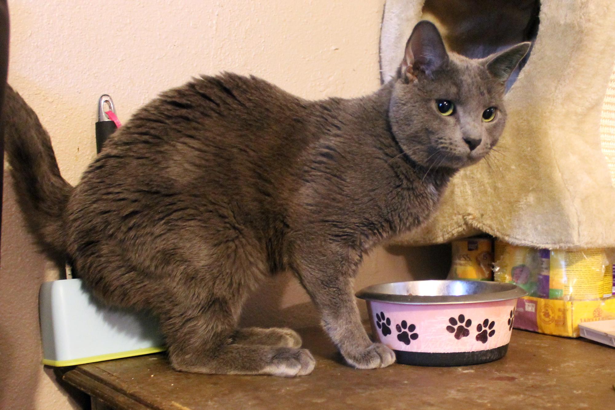 Enlarge Vodka, a Adopted mixed breed in Guthrie, OK image 4/6