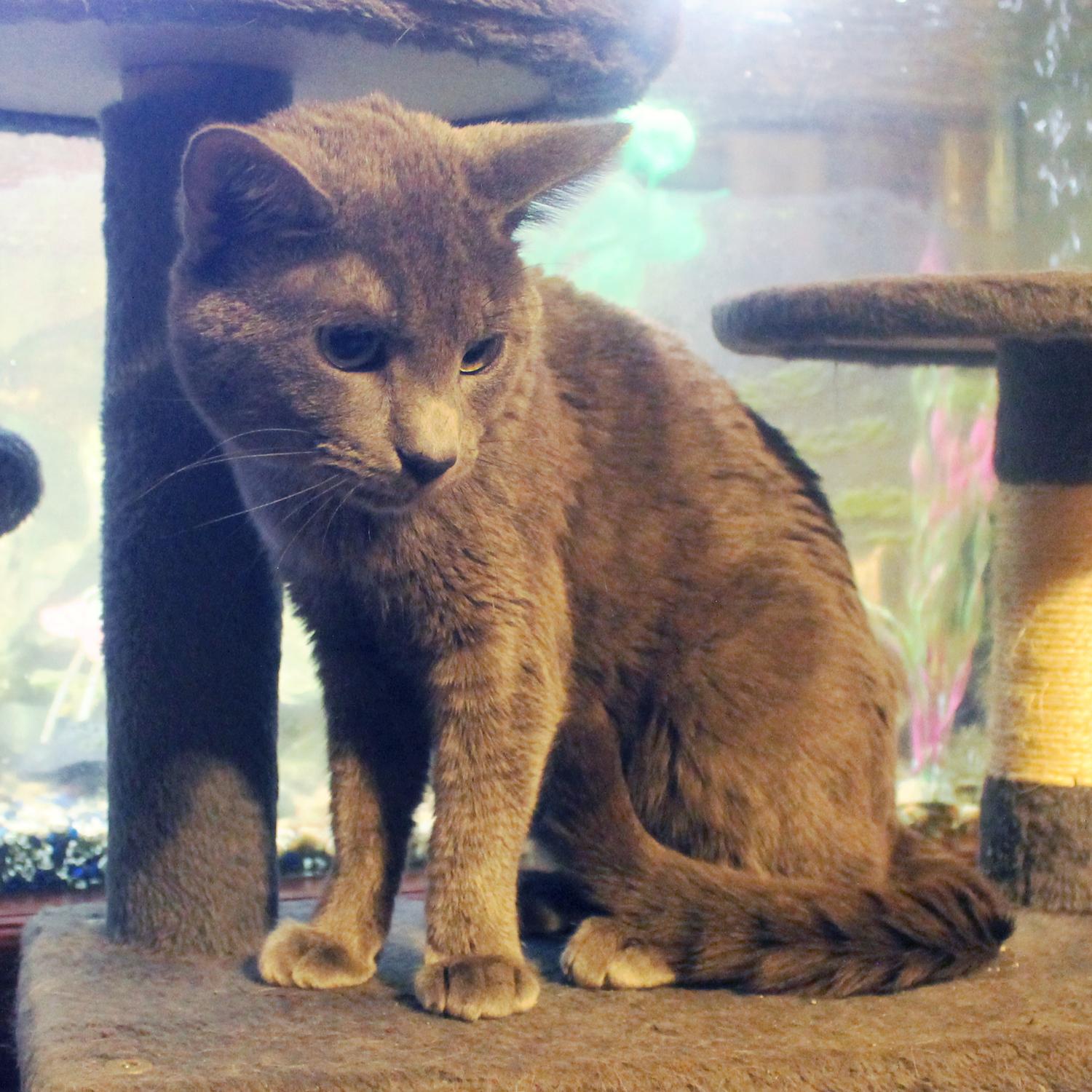 Vodka, Adopted, Young Male Russian Blue & Domestic Short Hair.
