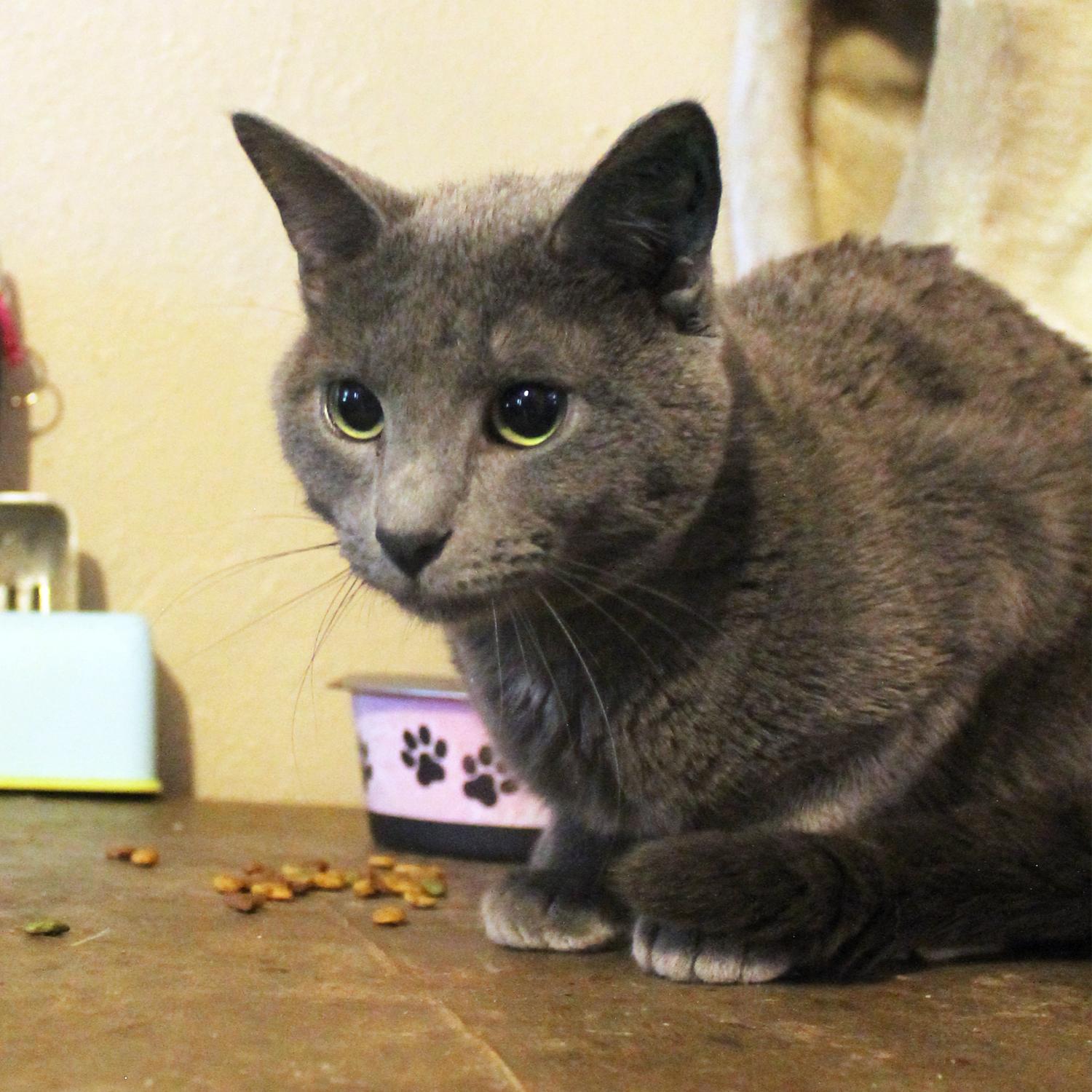 Enlarge Vodka, a Adopted mixed breed in Guthrie, OK image 3/6
