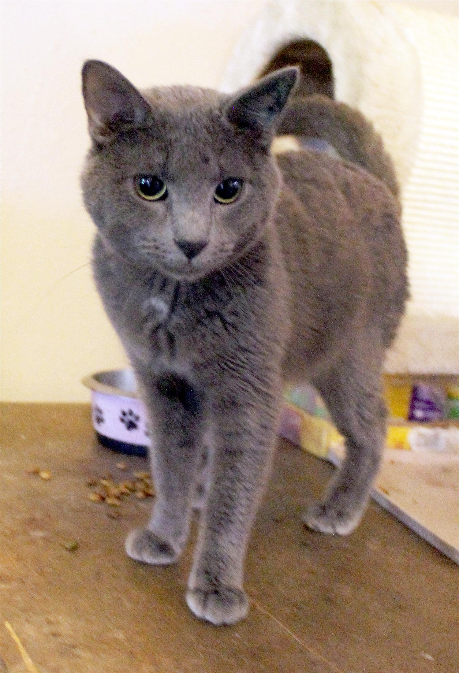 Enlarge Vodka, a Adopted mixed breed in Guthrie, OK image 2/6