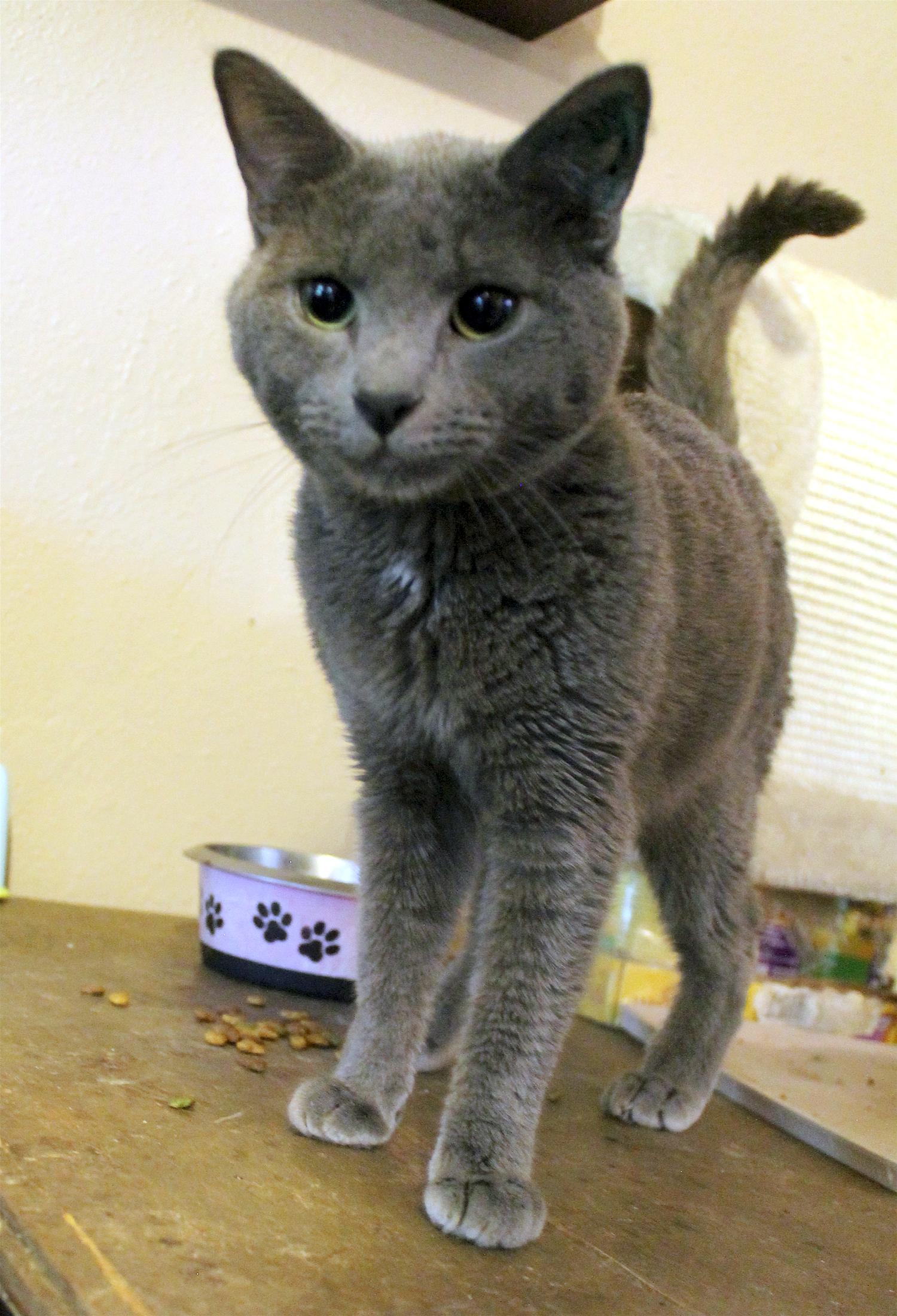 Enlarge Vodka, a Adopted mixed breed in Guthrie, OK image 5/6