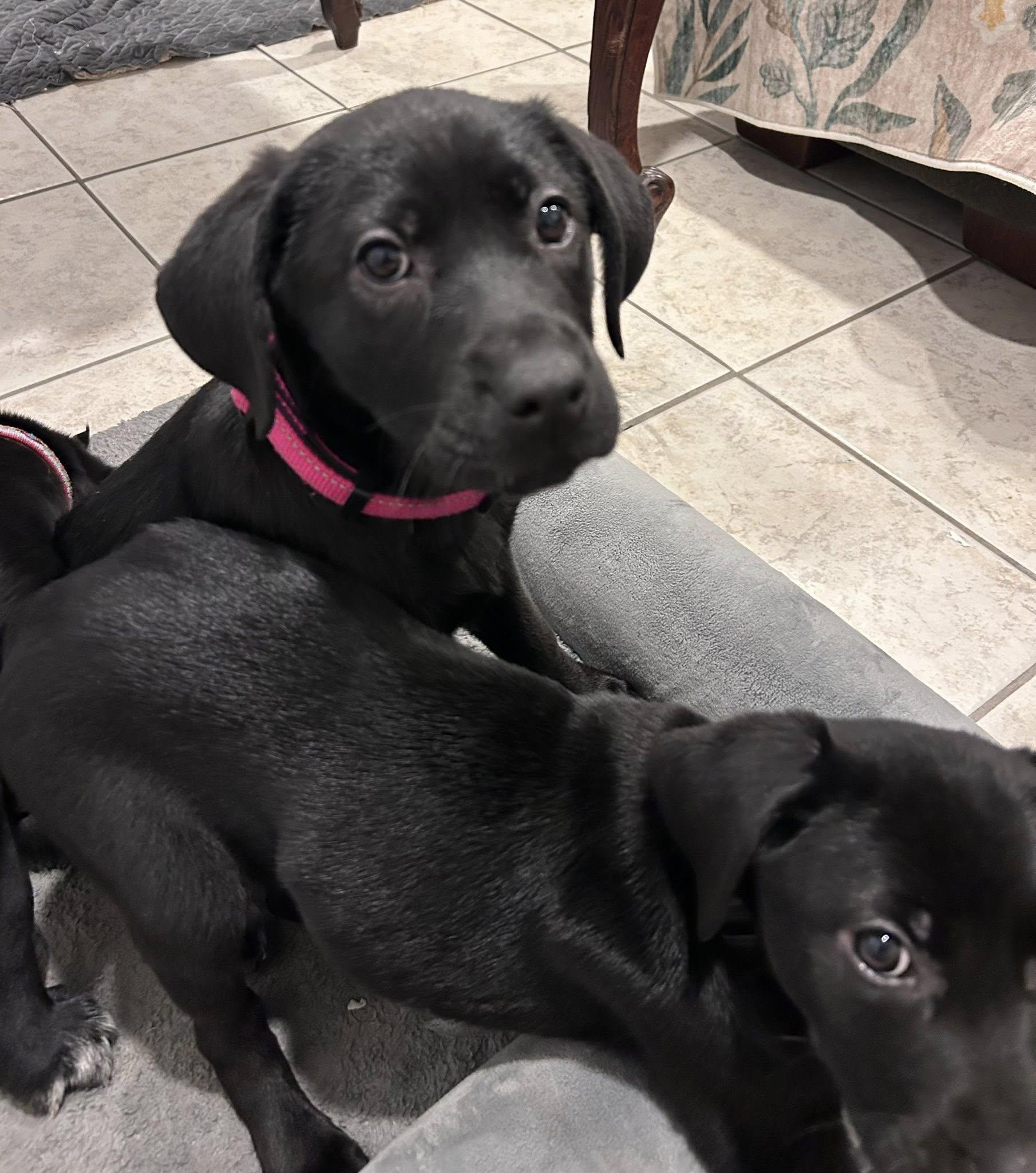 Flo, adopted, Young Female Black Labrador Retriever & German Shepherd Dog.