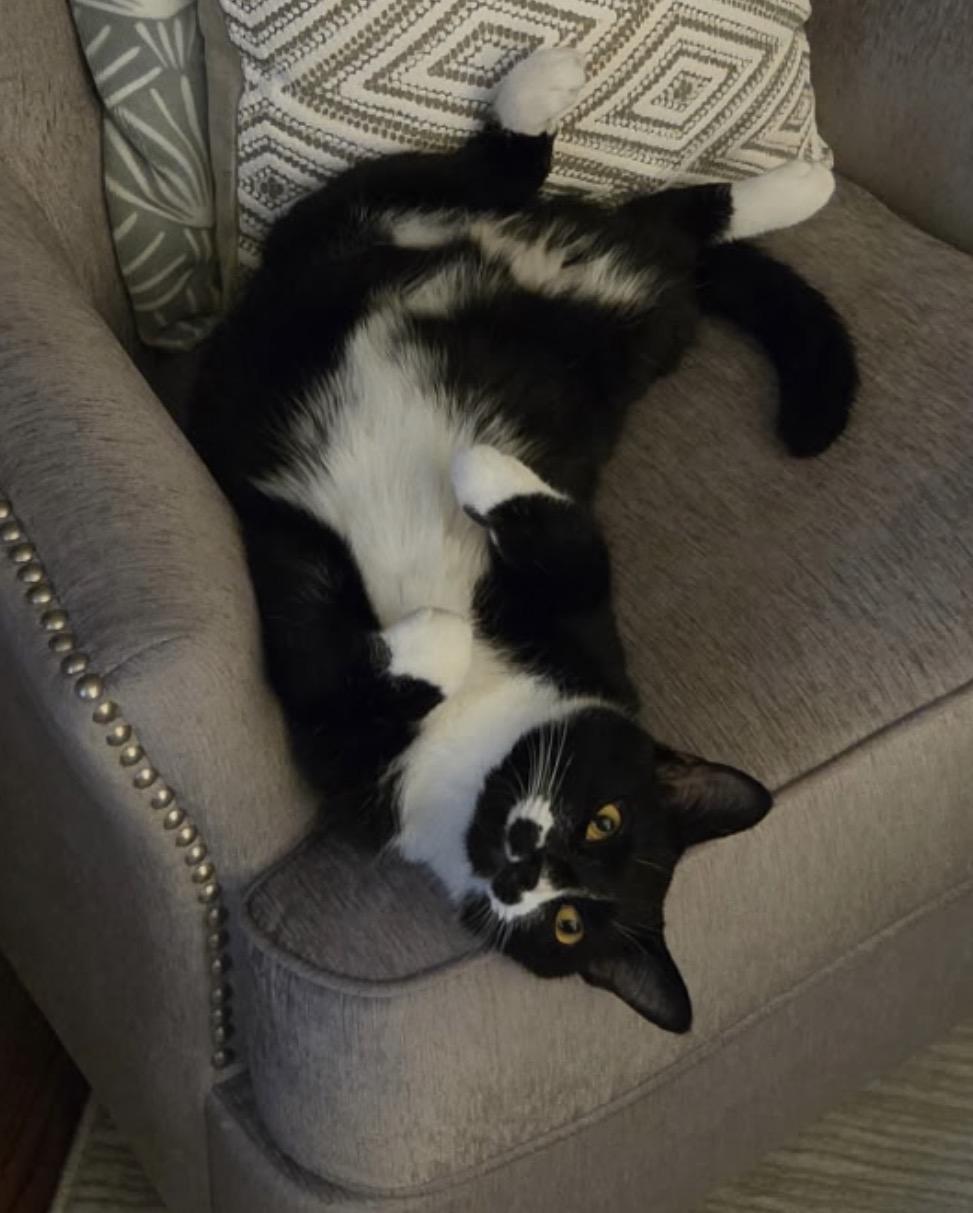 Enlarge Frankie Avalon Golden Eyes /( Sweet, affectionate, playful), a Adoptable Domestic Short Hair in Staten island, NY image 3/6