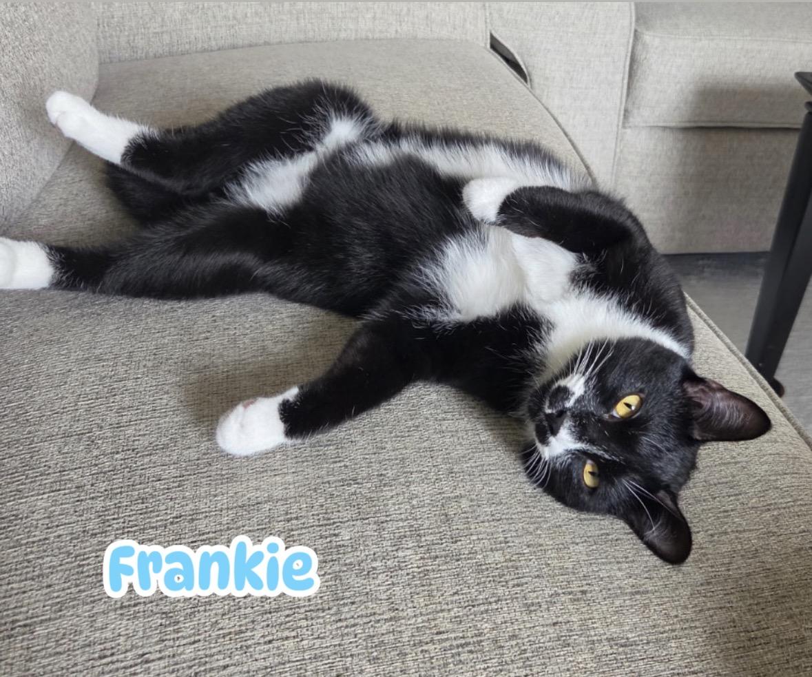 Enlarge Frankie Avalon Golden Eyes /( Sweet, affectionate, playful), a Adoptable Domestic Short Hair in Staten island, NY image 2/6
