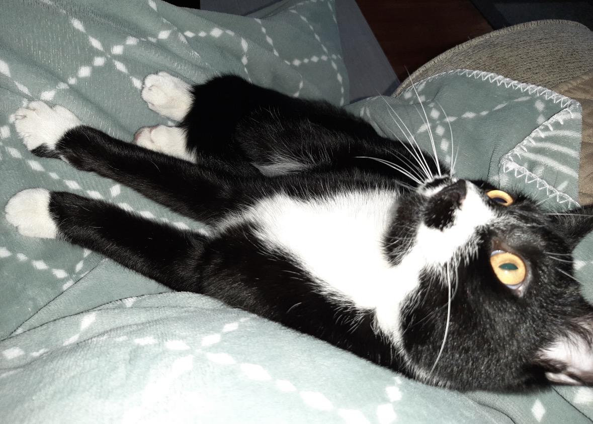 Enlarge Frankie Avalon Golden Eyes /( Sweet, affectionate, playful), a Adoptable Domestic Short Hair in Staten island, NY image 5/6
