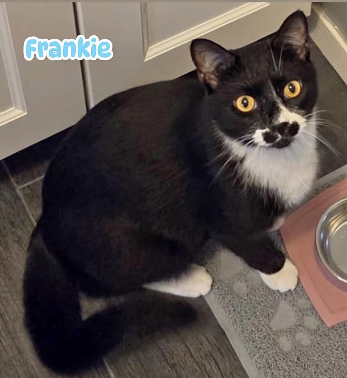 Frankie Avalon Golden Eyes /( Sweet, affectionate, playful), Adoptable, Young Male Domestic Short Hair.