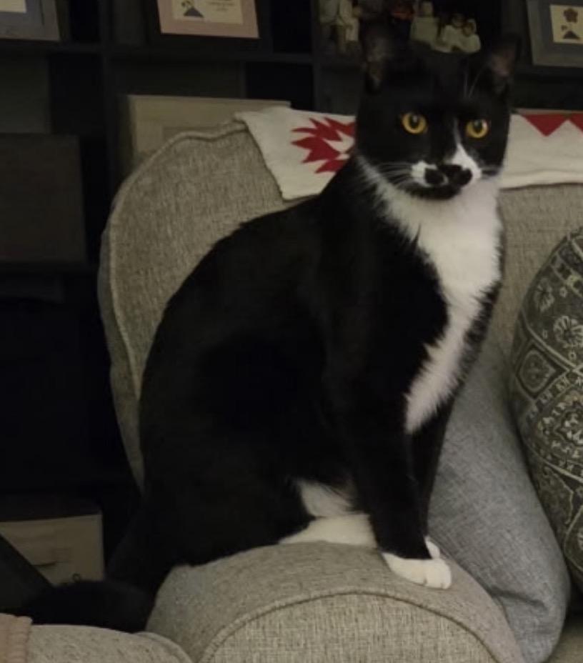 Enlarge Frankie Avalon Golden Eyes /( Sweet, affectionate, playful), a Adoptable Domestic Short Hair in Staten island, NY image 6/6
