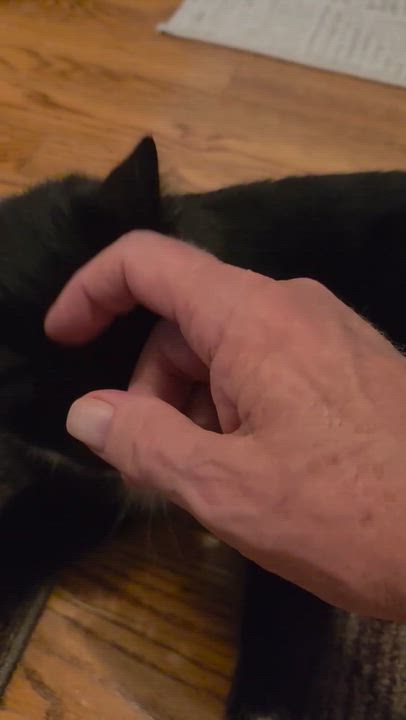 Enlarge Frankie Avalon Golden Eyes /( Sweet, affectionate, playful), a Adoptable Domestic Short Hair in Staten island, NY video 4/6