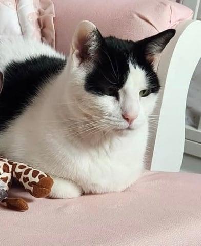 Pepper, Adoptable, Senior Male Domestic Short Hair.