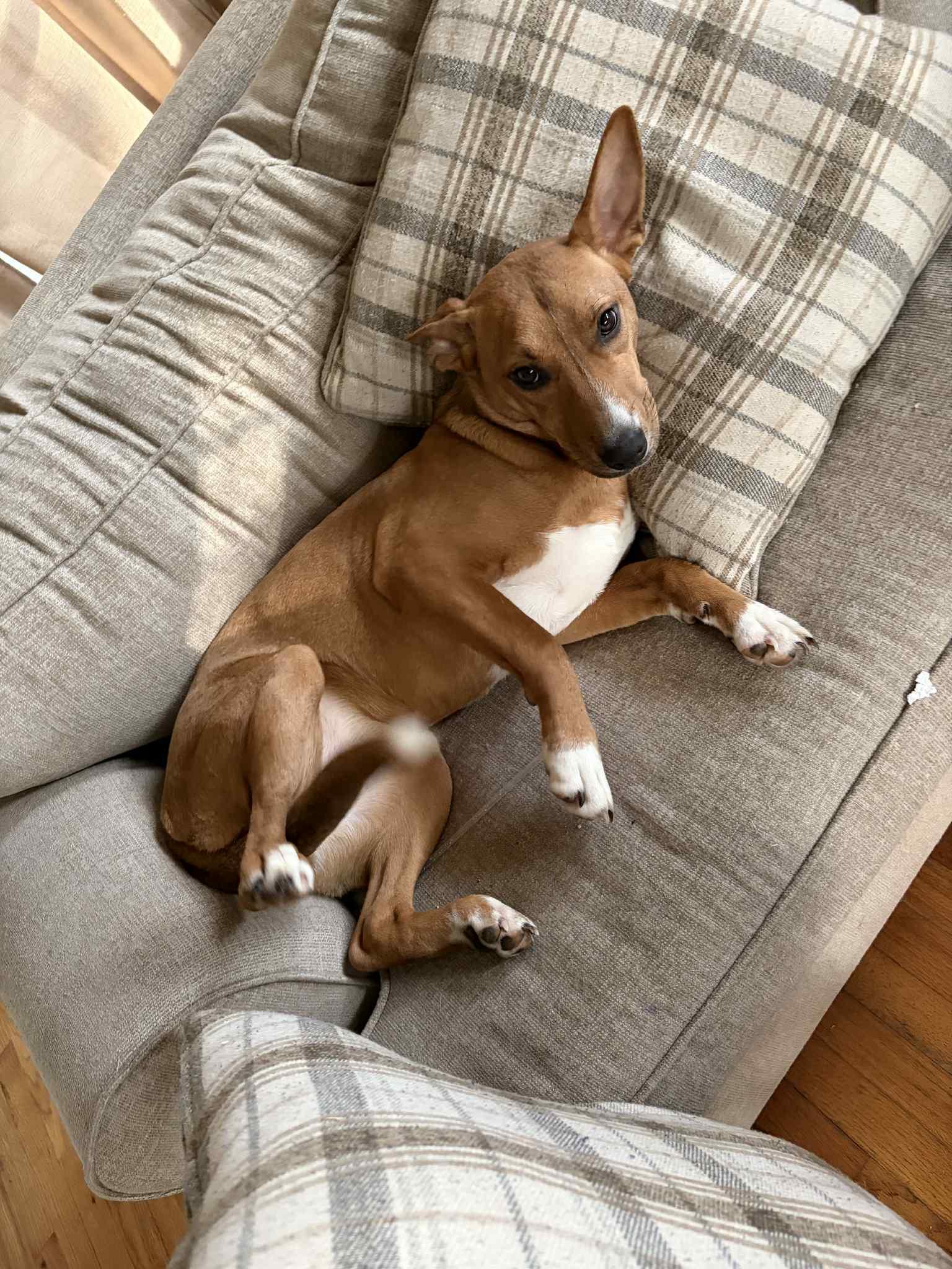 Enlarge Blaze, a ADOPTABLE mixed breed in East Point, GA image 3/3