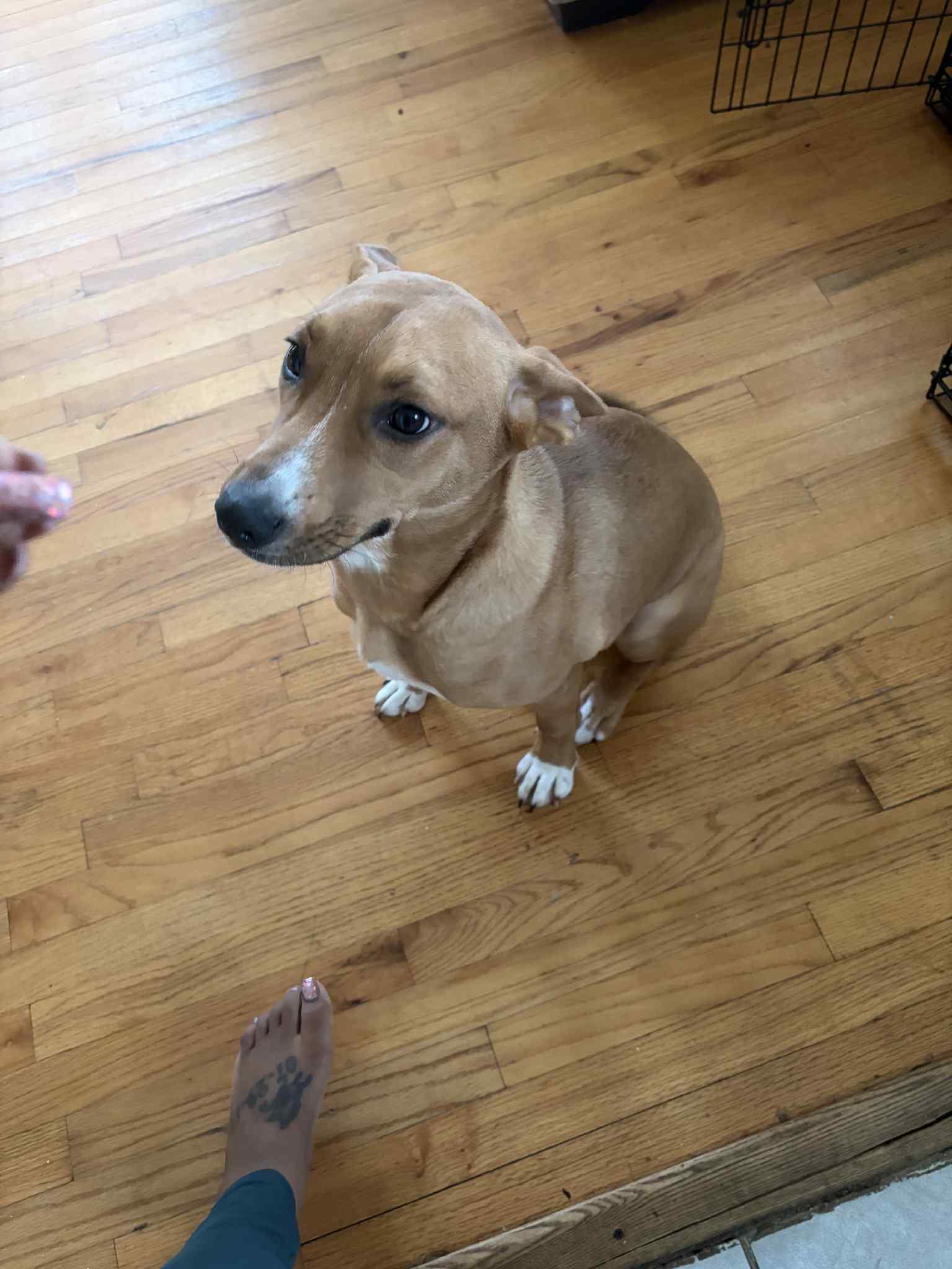 Enlarge Blaze, a ADOPTABLE mixed breed in East Point, GA image 2/3