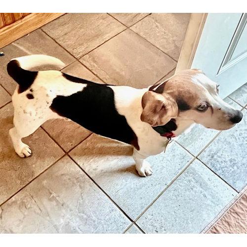 Enlarge Rosco, a ADOPTABLE Beagle in Toledo, OH image 5/6