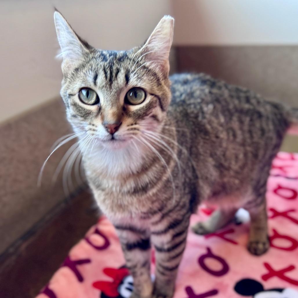 Turtle Dove, Adoptable, Young Male Domestic Short Hair.