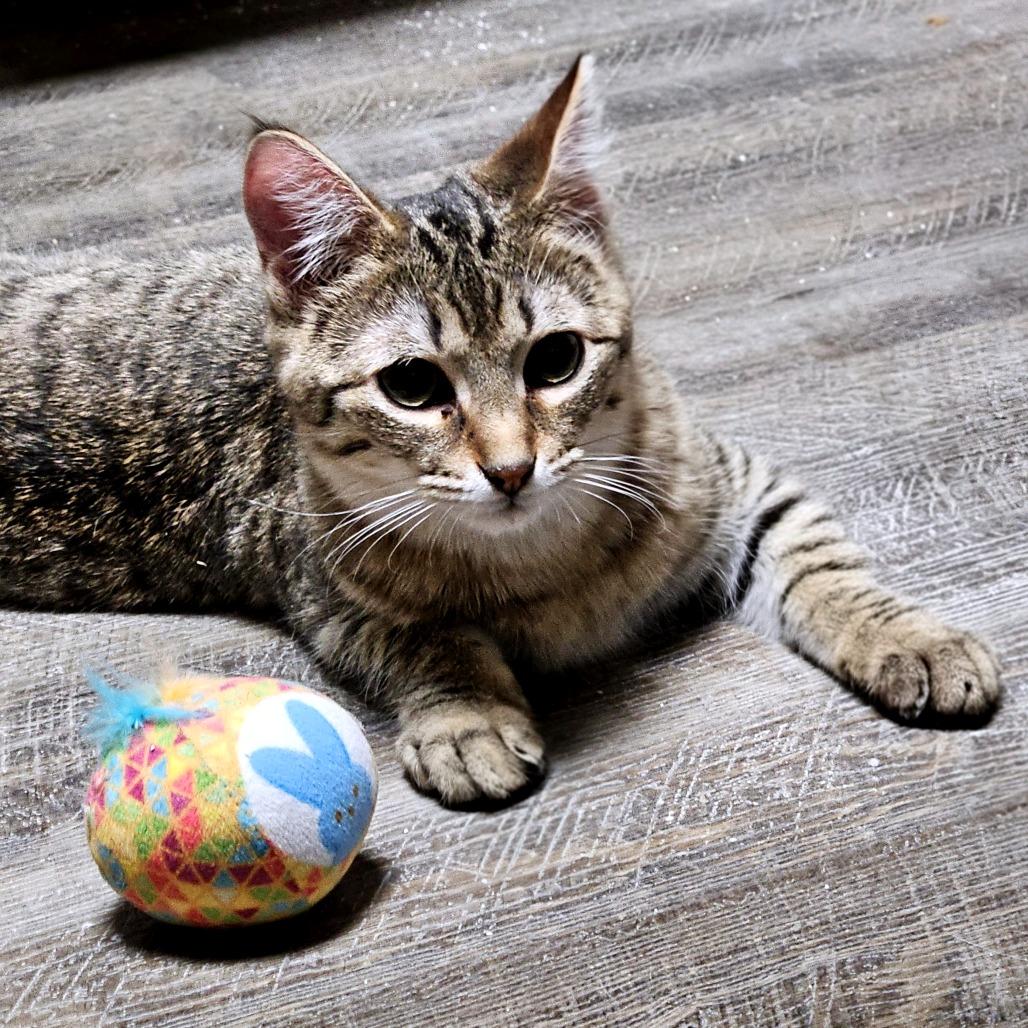 Turtle Dove, Adoptable, Young Male Domestic Short Hair.