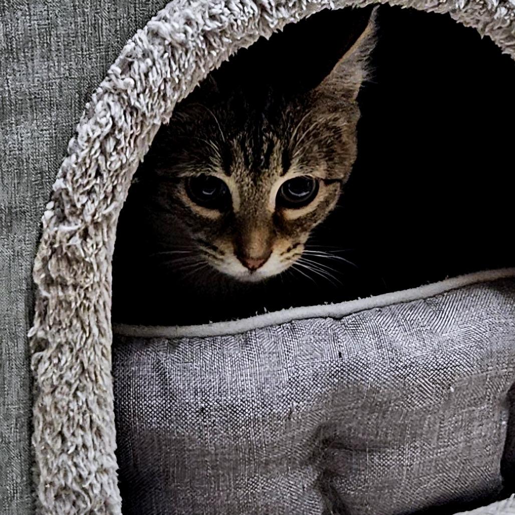 Enlarge Turtle Dove, a Adoptable Domestic Short Hair in Green Bay, WI image 2/3