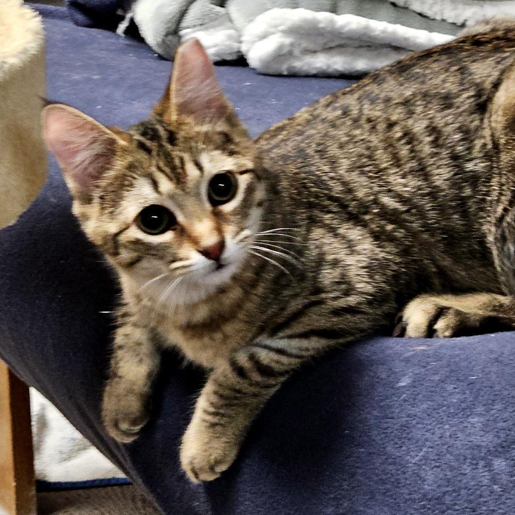 Enlarge Turtle Dove, a Adoptable Domestic Short Hair in Green Bay, WI image 3/3