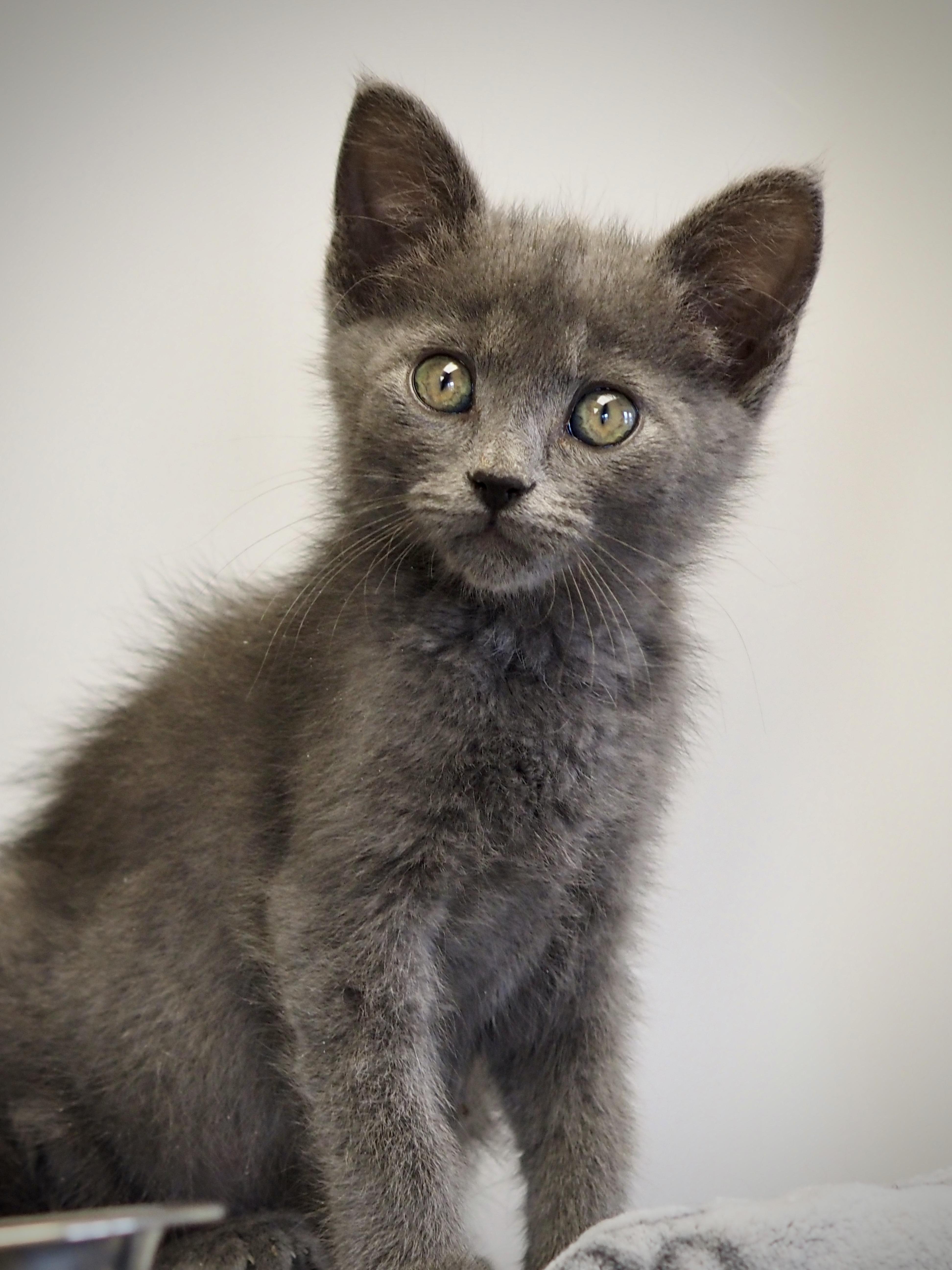 Enlarge Takis, an adopted Domestic Short Hair in Buena Vista, CO image 3/3