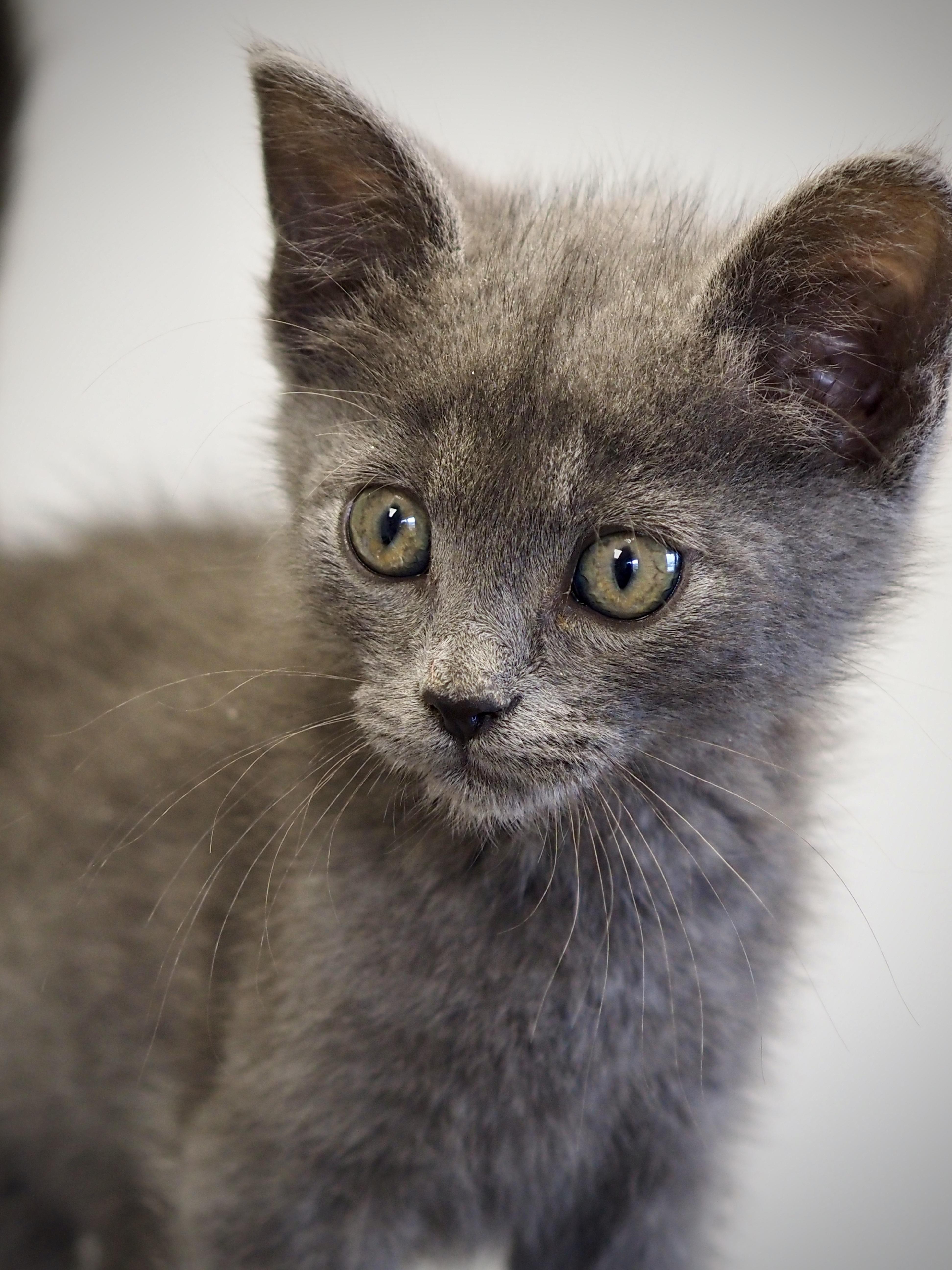 Enlarge Takis, an adopted Domestic Short Hair in Buena Vista, CO image 2/3